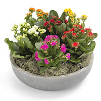 Colourful Kalanchoe