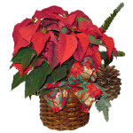 The special New Year plant the Poinsettia Centerpiece. To decorate with the New ...
