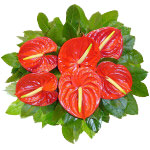 Bouquet made of anthurium (flamingo flower), a very exotic and long lasting flow...