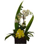 Orchid Basket