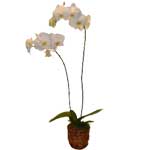 White Slipper Orchid (Phalaenopsis)