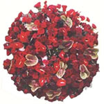 Crown Red Anthuriums
