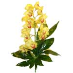 Cymbidium orchid one of the most exotic flowers with a size of 70 cm. ...