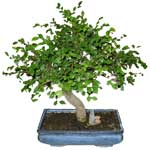 Bonsai  Sageretia