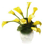 Yellow calla lilies in a clear glass vase.
...