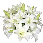 White lilies in a vase made up decoratively.
...