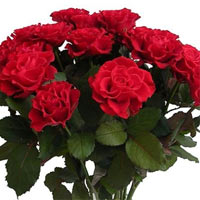 Classic, elegant, romantic. An eleven red roses bouquet is the sure way to your ...