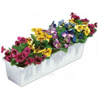 Jardiniere pansies