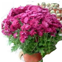 Pink chrysanthemum in pot