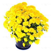 Yellow chrysanthemum in pot
