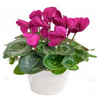 Cyclamen in flower pot