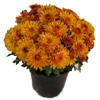 Orange chrysanthemum in pot