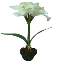 White Amaryllis