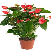 Anthurium in Pot