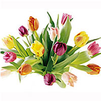 Arrangement of most beautiful flowers of the season: tulips. Please note: the bu...