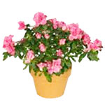 This elegant azalea in a planter is sure to create...