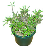 Euphorbia plant