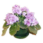 This classic violet plant is grown in Russian gree...