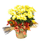 Sunlit chrysanthemum plant