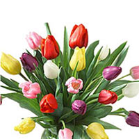 Elegant bouquet of multi-colored tulips is perfect......  to Petrodvorets