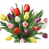 Bouquet of multicolored tulips for your loved one ......  to Novorossyisk