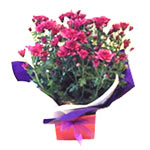 Express your warm thoughts by sending this potted ......  to Kirishi