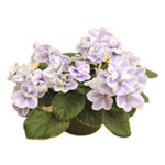 The recipient will surely enjoy this Himera voilet......  to Uva