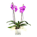 Pink Orchid is a beautiful gift that will look gor......  to Ruzaevka