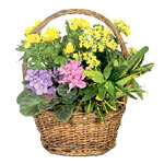 This arrangement will not only look wonderful in a......  to Blagoveschensk