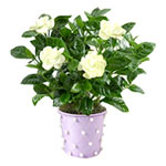 Gardenias are known as a secretive flower, underst......  to Pushkino