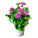 The kalanchoe is one of the most popular succulent......  to Uva