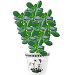The  money tree plant is a perfect gift for a co-w......  to Talnakh
