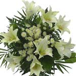 The breathtaking Casablanca lilies are known for their dramatic white blossoms a...