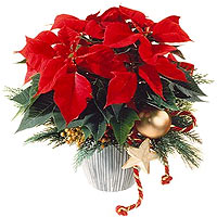 Red Poinsettia Christmas Style