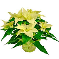 Poinsettia