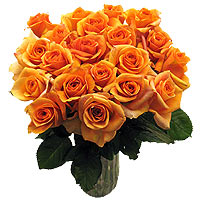 18 orange roses 