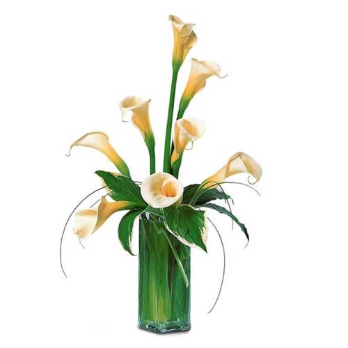 Ambient Brilliance of Lilies