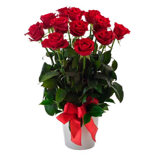 Fashionable 12 Red Roses in a Pot