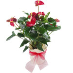 Send Flowers Bouquet to Slovenia.