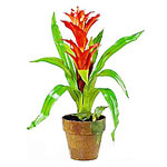 Potted Bromelia plant in a ceramic pot with wood c......  to Cape Town_SouthAfrica.asp