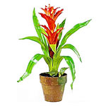 Potted Bromelia plant in a ceramic pot with wood c......  to Umtala