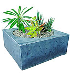 The perfect gift for the home or office - 3 cactus......  to Welkom