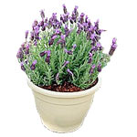 Who can resist the smell of Lavender? This lovely ......  to Bloemfontein_SouthAfrica.asp