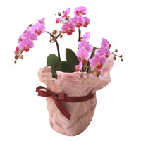Cheerful Standard Phalaenopsis Orchid