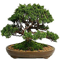 Ornamental Bonsai Pine Tree