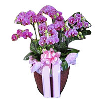 Premium Pink Phalaenopsis Orchid