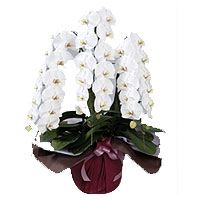 Premium Phalaenopsis Orchid (White)
