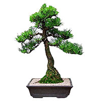 Antipathes Pine Bonsai