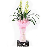 Luminous Oriental Orchid Plant