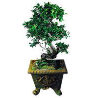 Blooming Ficus Penda Bonsai - Special